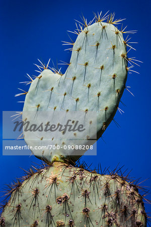 Close-up of a prickly pear cactus against a blue sky at the Botanical Gardens (Charco Del Ingenio) near San Miguel de Allende, Mexico