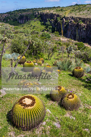 Barrel cactus in a field at the Botanic Gardens (Charco Del Ingenio) near San Miguel de Allende, Mexico