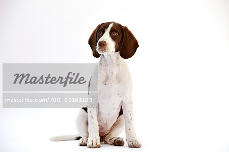 Portrait of a 6 month old Springer Spaniel Beagle Mix puppy on white background