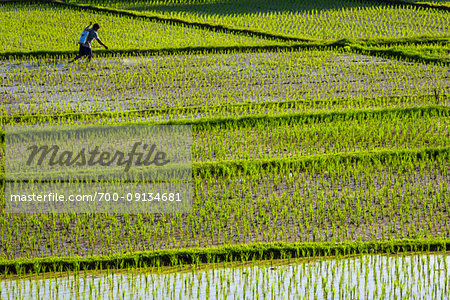 Balinese farmer spraying rice field on a sunny day in Ubud District in Gianyar, Bali, Indonesia