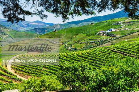 Overview of the terraced vineyards in the Douro River Valley, Norte, Portugal Overview of the terraced vineyards in the Douro River Valley, Norte, Portugal
