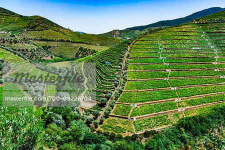 Overview of the terraced vineyards in the Douro River Valley, Norte, Portugal