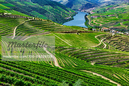 Overview of the valley with the terraced vineyards in the Douro River Valley, Norte, Portugal