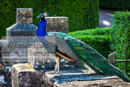 A peacock in Les Jardins Suspendus in Chateau de Marqueyssac,  Vezac, Dordogne, Nouvelle-Aquitaine, France.
