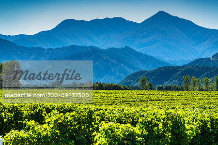 Vineyard growing sauvignon blanc grapes in the Marlborough Region, South Island, New Zealand.