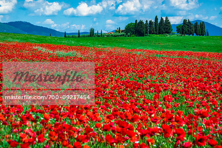 Poppy field, Tuscany, Italy.