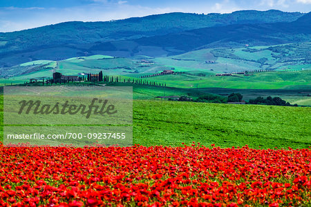 Poppy field, Tuscany, Italy.