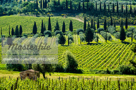 Castelnuovo dell'Abate, Tuscany, Italy.