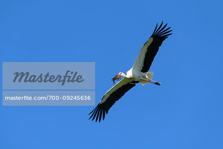 White stork (Ciconia ciconia) flying in blue sky and holding twigs in mouth, Germany