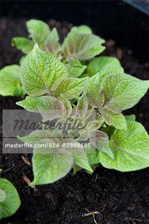 Potatoes - First Earlies growing (Pentland Javelin)