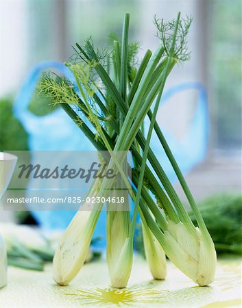 fennel