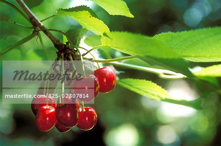 burlat cherries