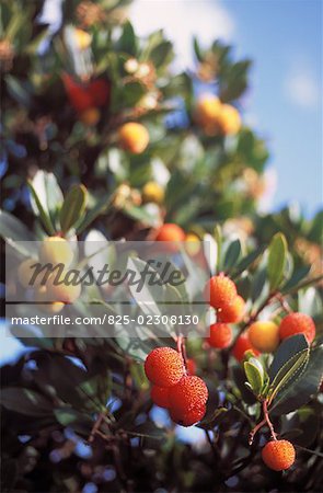 arbutus