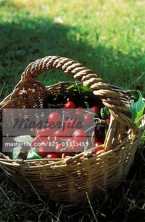 Basket of cherries