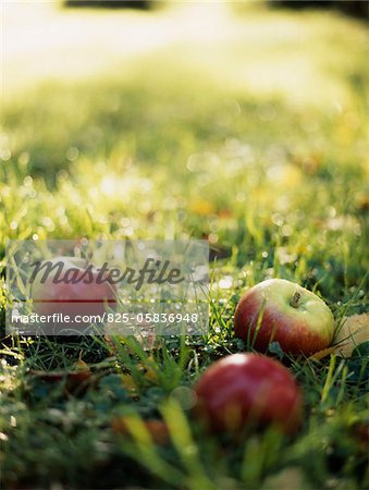 Apples in the grass Apples in the grass