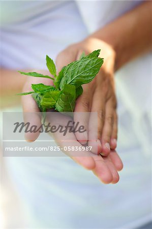 Person holding a spring of fresh