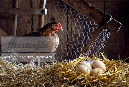Eggs with hen, straw and wire netting