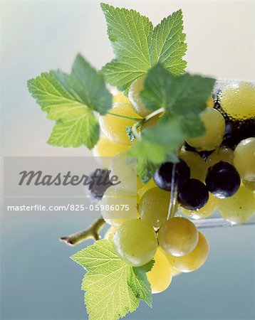 Grapes