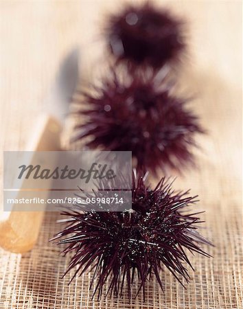 Sea urchins