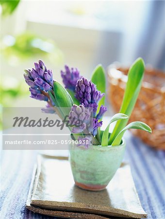 bunch of hyacinths