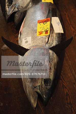 Whole red tuna fish with label