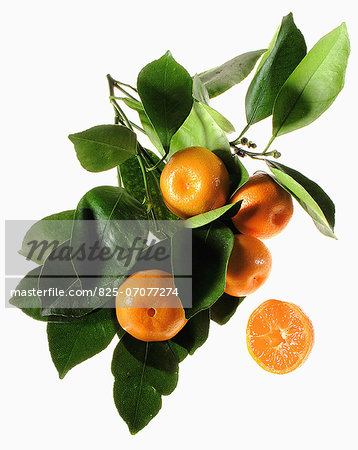 Cut-out clementines and leaves