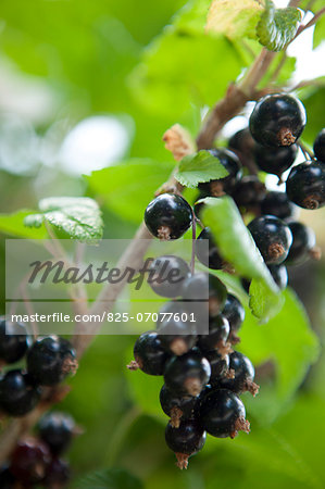 Blackcurrants on the bush