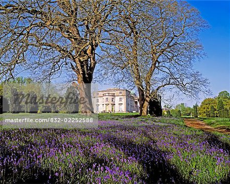 Bluebells in the Pleasure Grounds Emo Court, Co Laois, Ireland