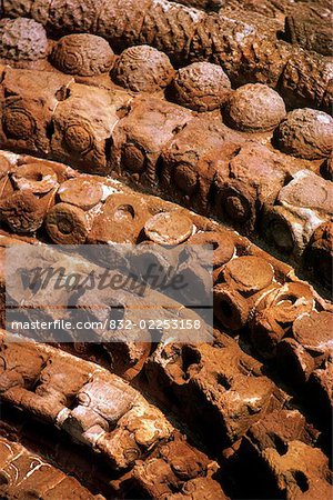 Clonfert Cathedral, Clonfert, Co Galway, Ireland, detail of doorway inHiberno-Romanesque style