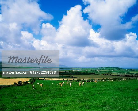 Cattle, near Bellharbour, Co Clare, Ireland