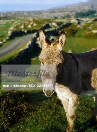 Donkey, Roundstone, Connemara, Co Galway, Ireland