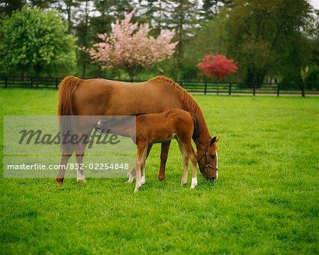 ThoroughbredMare And Foal, Ireland