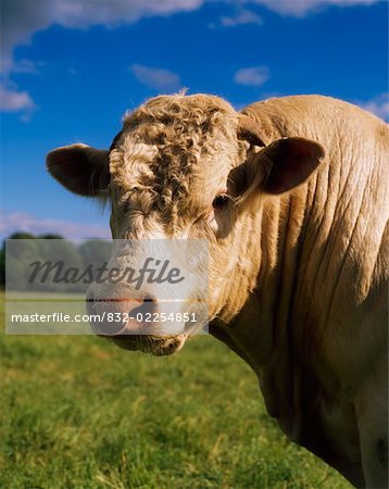 Charolais Bull, Ireland
