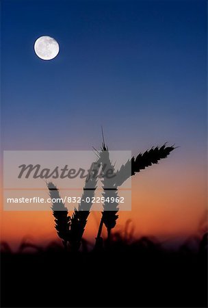 Wheat, Harvest Moon