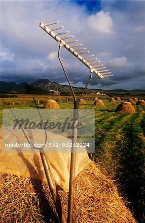 Rake with a Pitchfork on hay in a field, Tully Cross, Renvyle, Connemara, County Galway, Republic Of Ireland