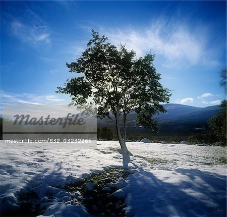 Tree on a snow covered landscape, Glencree, Republic Of Ireland