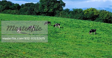 Cattle Grazing, Bantry Bay, Co Cork, Ireland