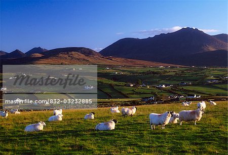Aughrim Hill, Mourne Mountains, County Down, Ireland; Flock of sheep