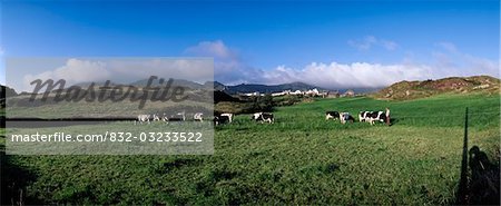 Allihies,Co Cork,Ireland;Friesian cattle grazing in paddock