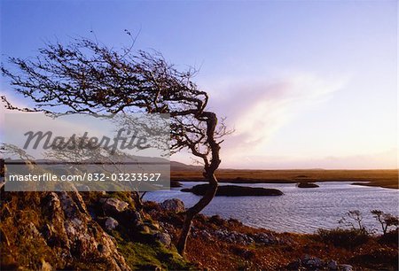 Connemara, Co Galway, Ireland; Windblown tree