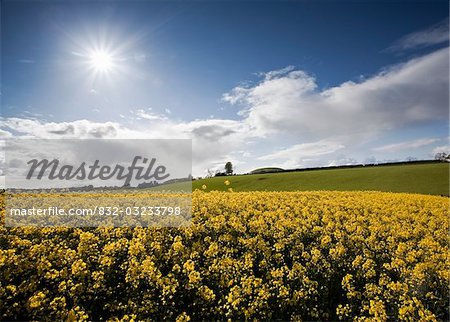 Yellow rapeseed field, Newgrange, County Meath, Ireland