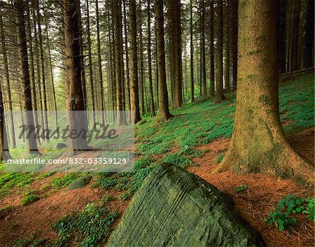Rostrevor Forest, County Down, Ireland; Forest floor scenic