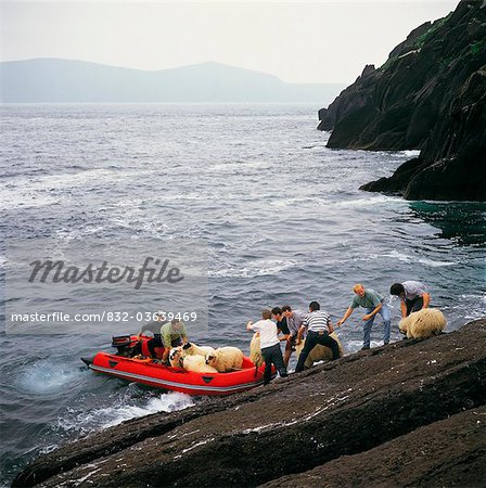 Inishtooskert, Co Kerry, Ireland, Taking Sheep To The Mainland By Boat