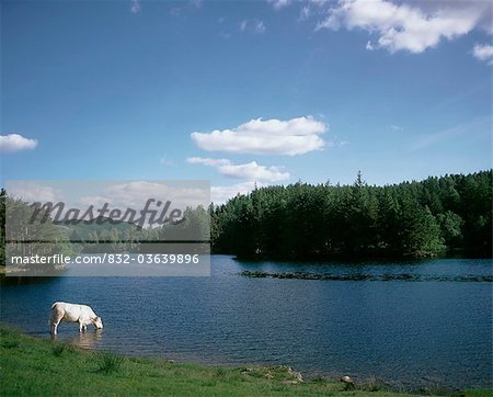 Charolais Cow Drinking From A Lake, Ireland
