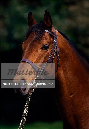 Thoroughbred Stallion; Portrait Of A Horse