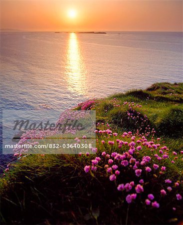 Armeria Maritima (Sea Pink), Co Antrim, Ireland