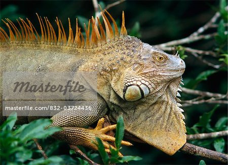 Iguana near Cano Negro National Park