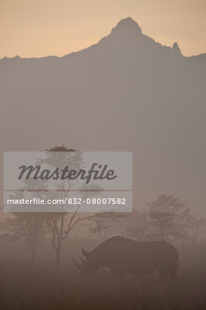 Black rhino in dawn mists with Mt Kenya behind, Ol Pejeta Conservancy; Kenya