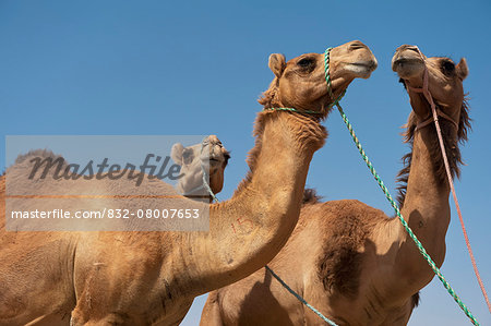 Camels For Sale In Camel Market; Al Ain, Abu Dhabi, United Arab Emirates