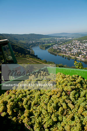 Grapes being harvested with a view of Mosel valley; Bernkastel-Kues, Rhineland-Palatinate, Germany